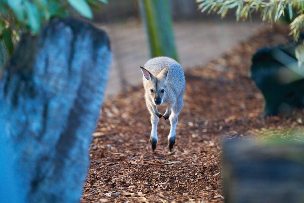 A jumping wallaby