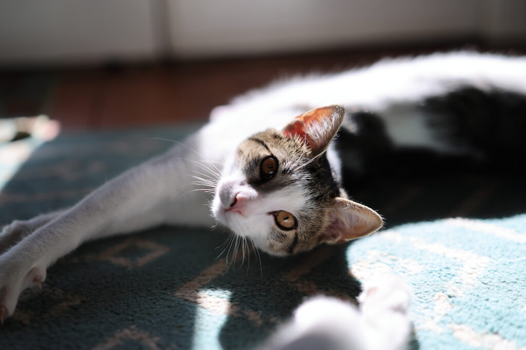 A cat looks at the camera, with sharply detailed eyes