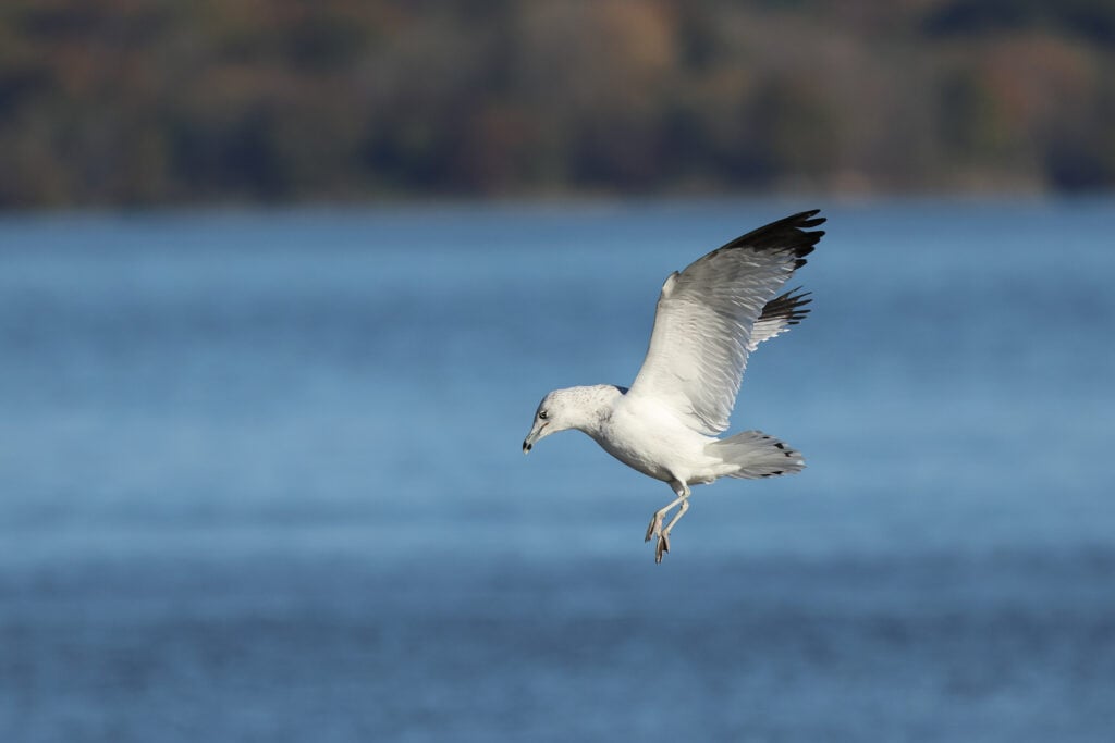 A seagull is landing with its legs extended.
