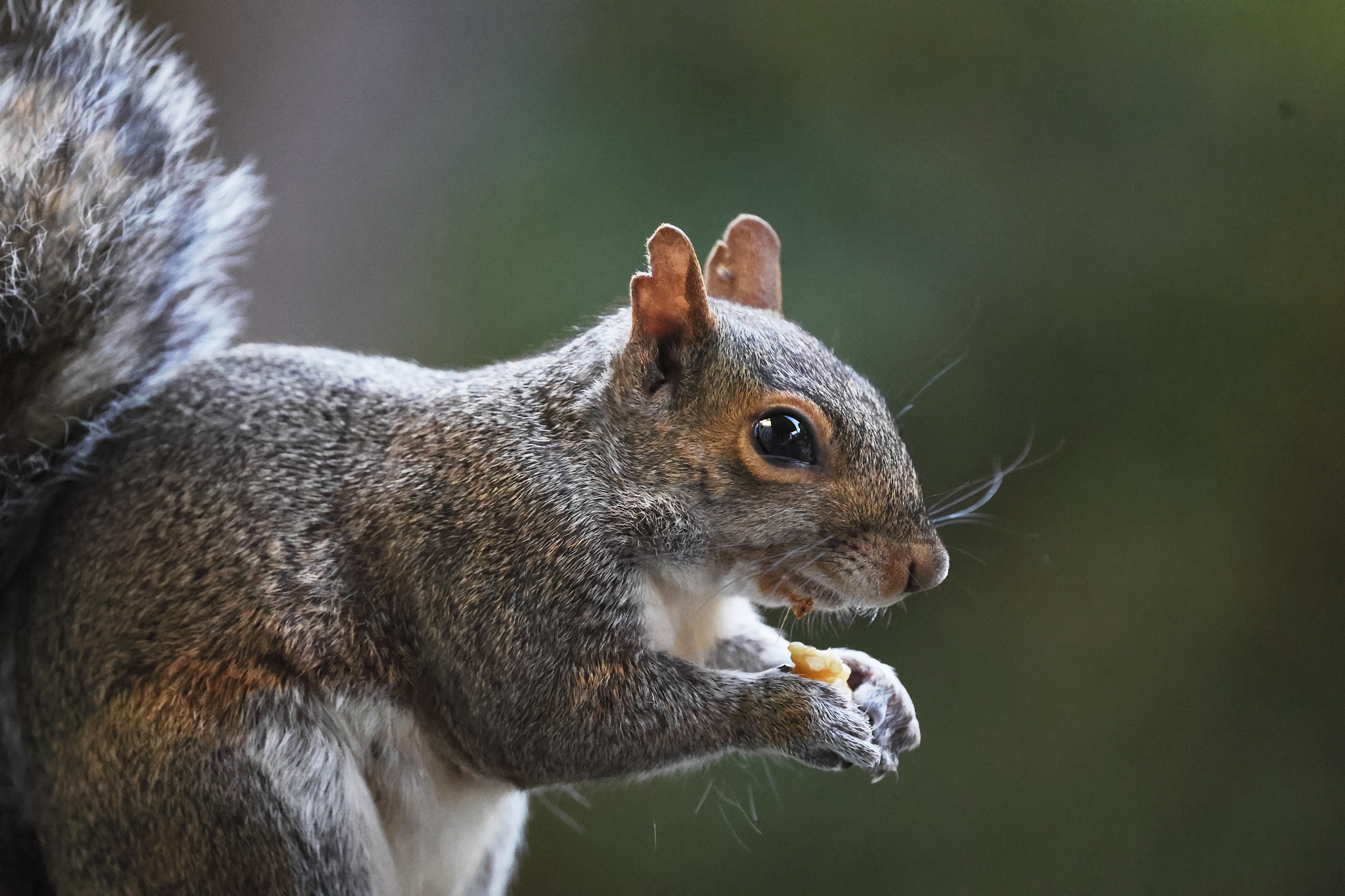 A closeup of a squrill eye.