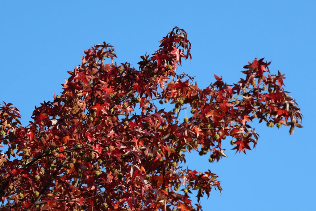 A tree's red fall leaves, seadpods hang from it.