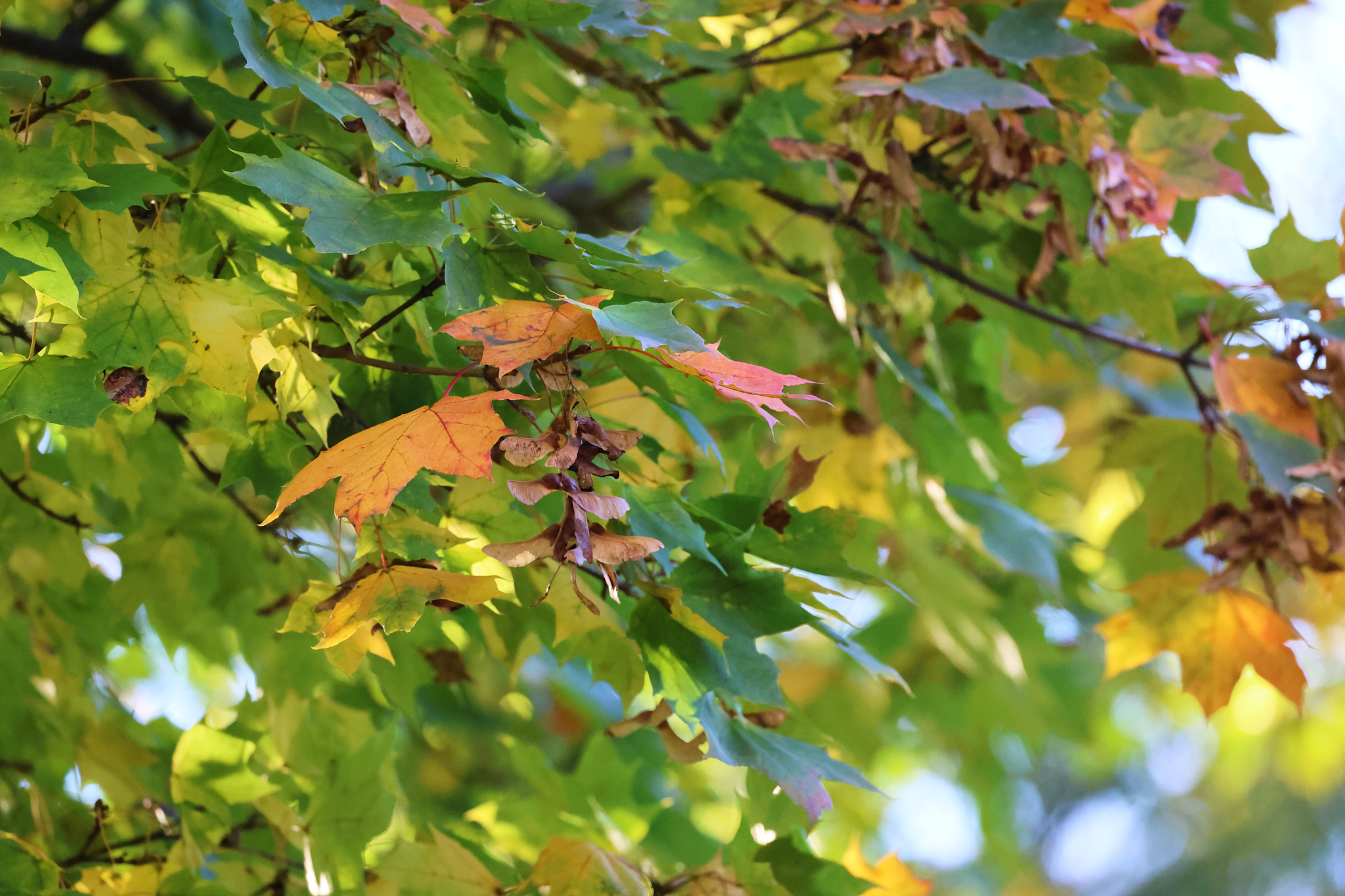 Green leaves with seedpods.