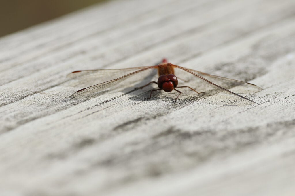 A closeup of a dragonfly