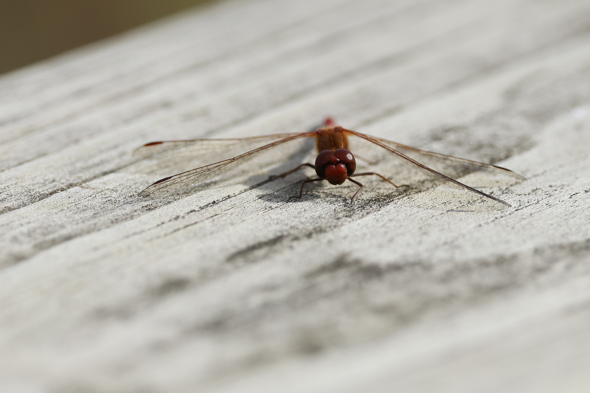A closeup of a dragonfly