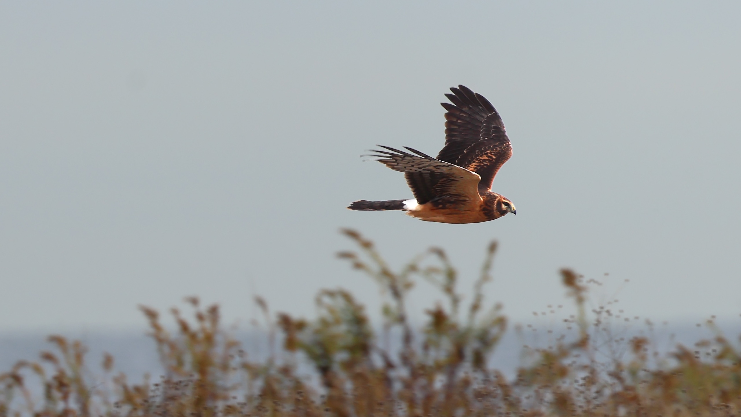 A great norther harrier flies against a field of grass