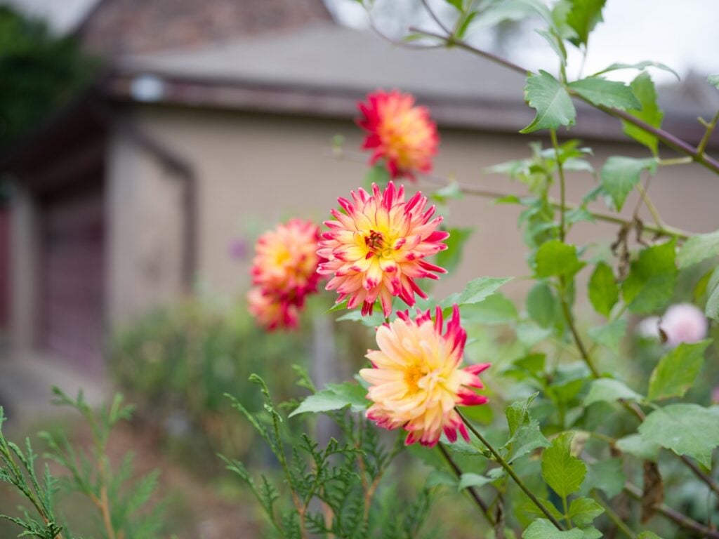 multi color flowers in blossom