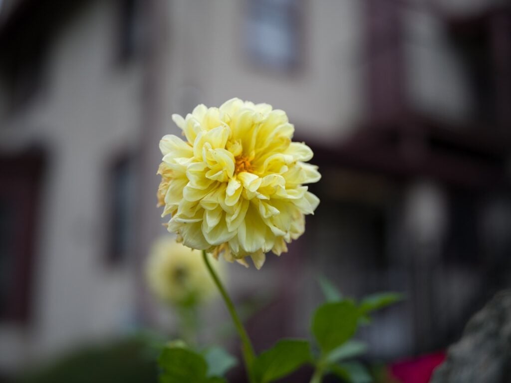 A yellow flower in blossom