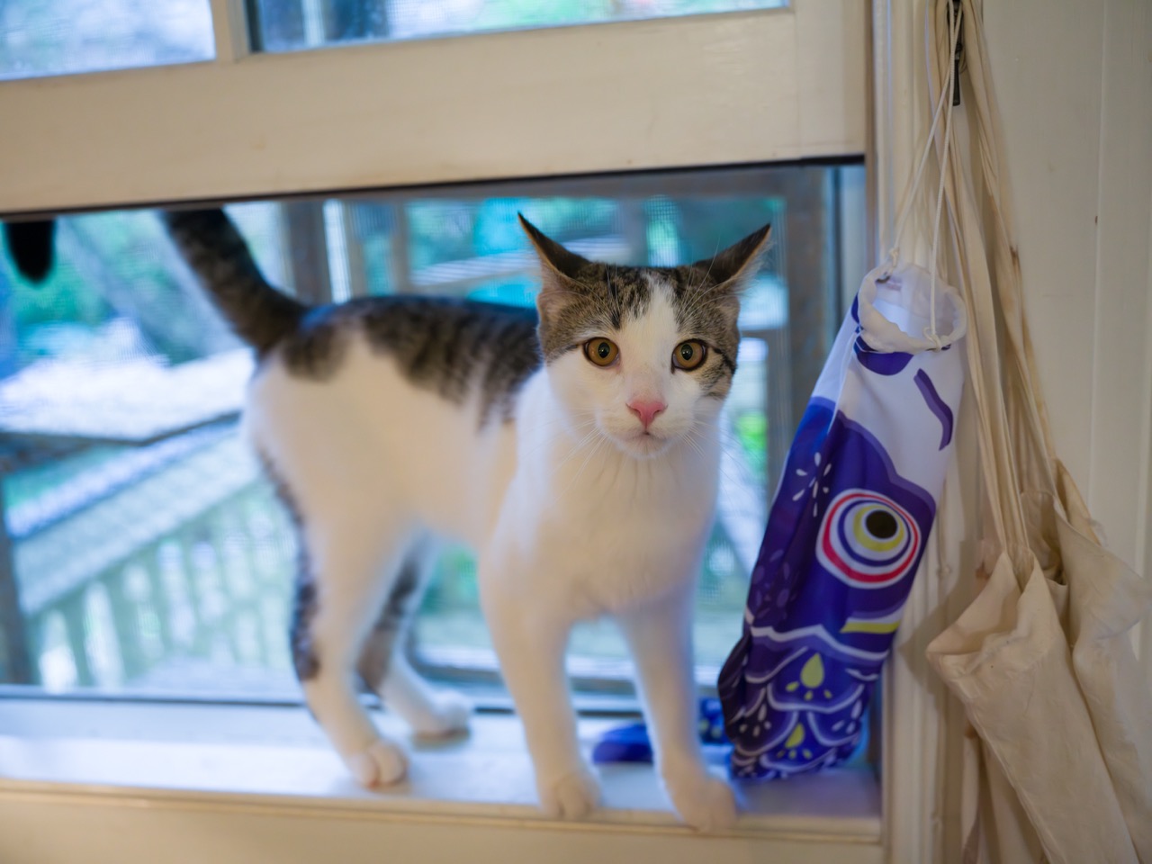 A cat on a windowsill