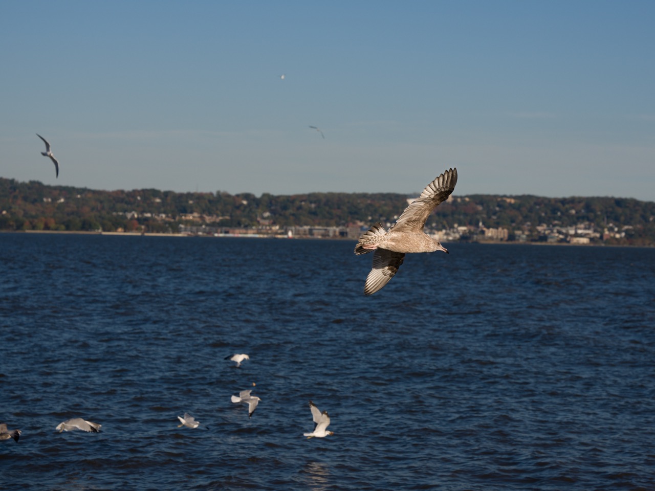 A seagull amoungst a group of seagulls