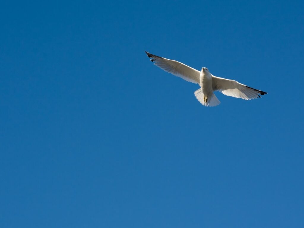 A seagull soars against a blue sky