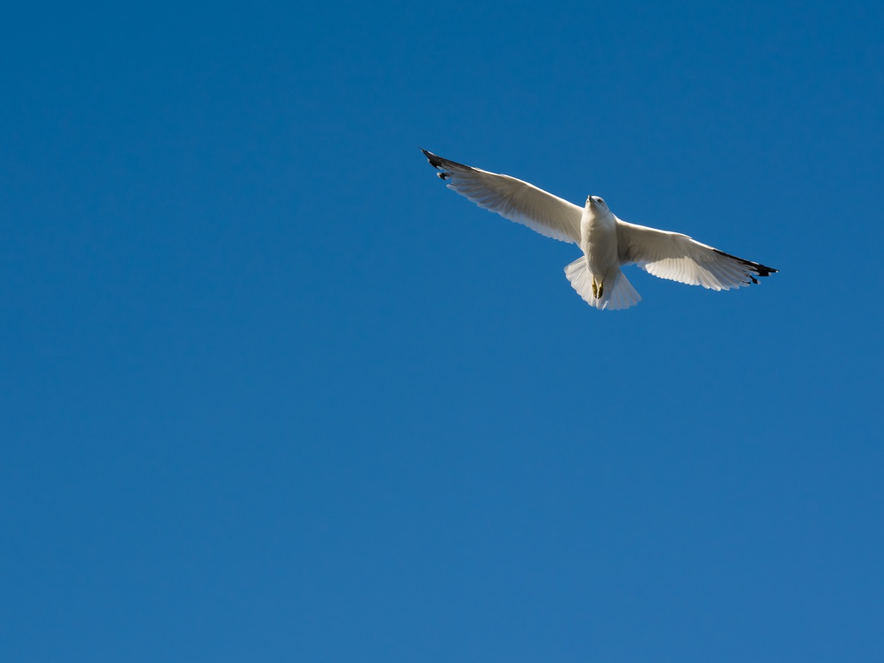 A seagull soars against a blue sky