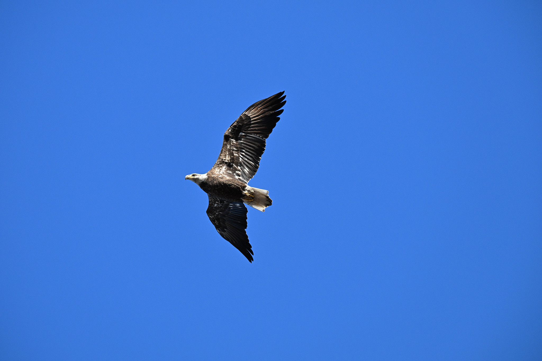A Bald Eagle soards against a blue sky. 