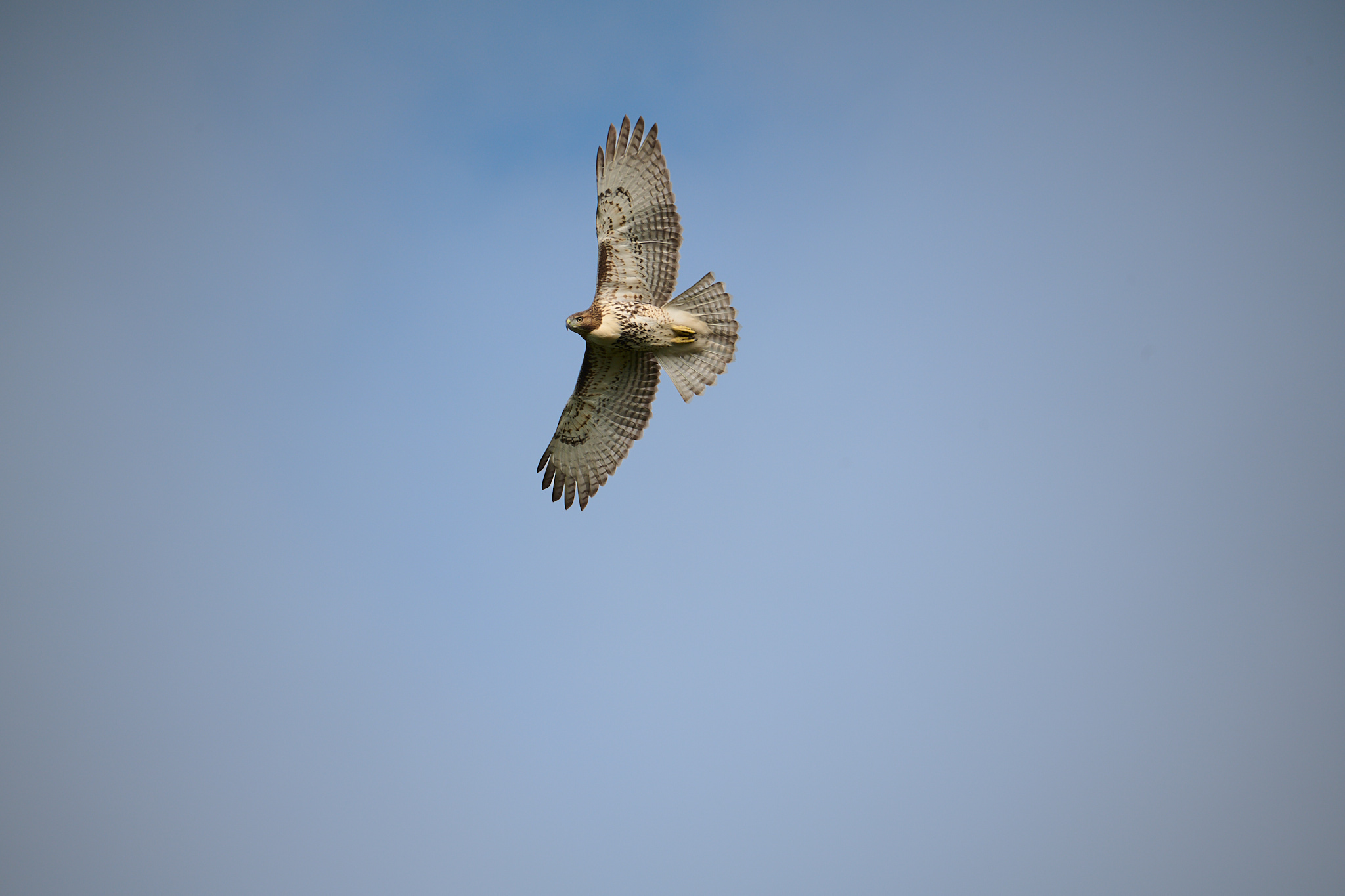 A hawk circling overhead against a clear sky.