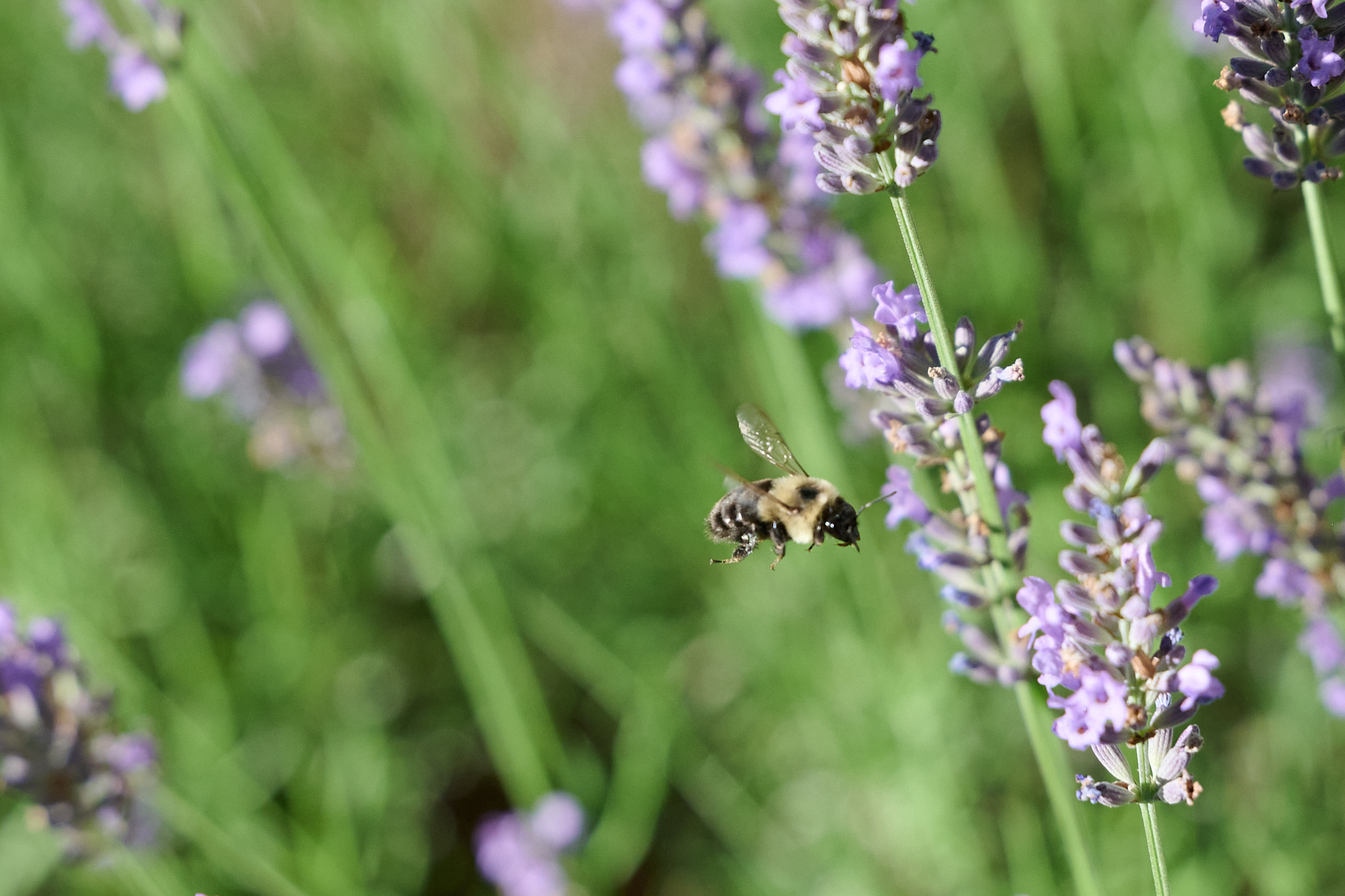 A bee flying near a purple cluster of flowers.