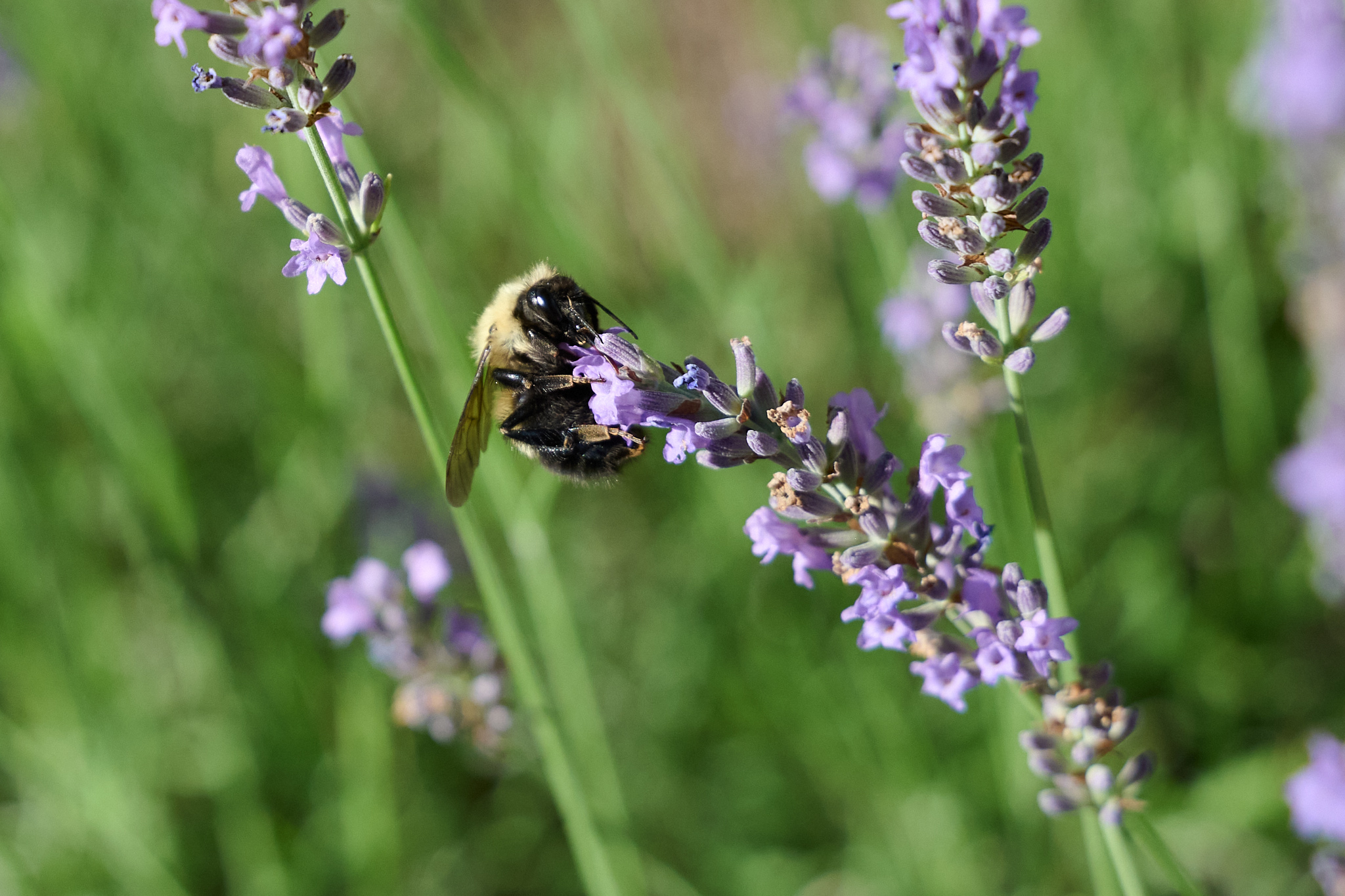 A bee on a purple cluster of flowers.