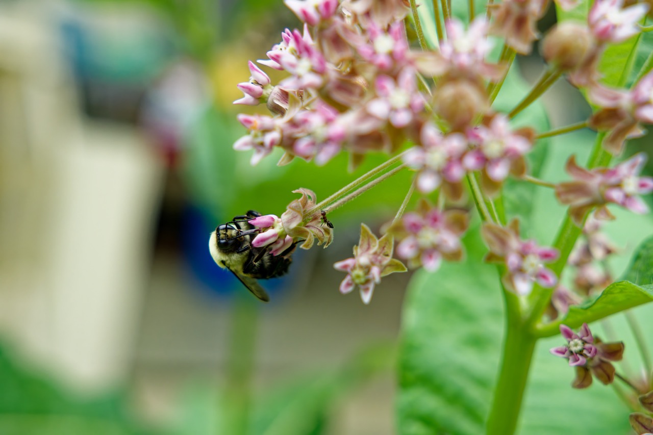 A bee and an ant on a flowering plant. This image has a lot of noise, before edited in PhotoLab 9