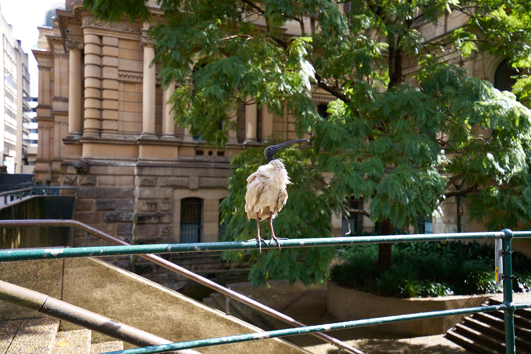 A bird on a fence in an urban setting.