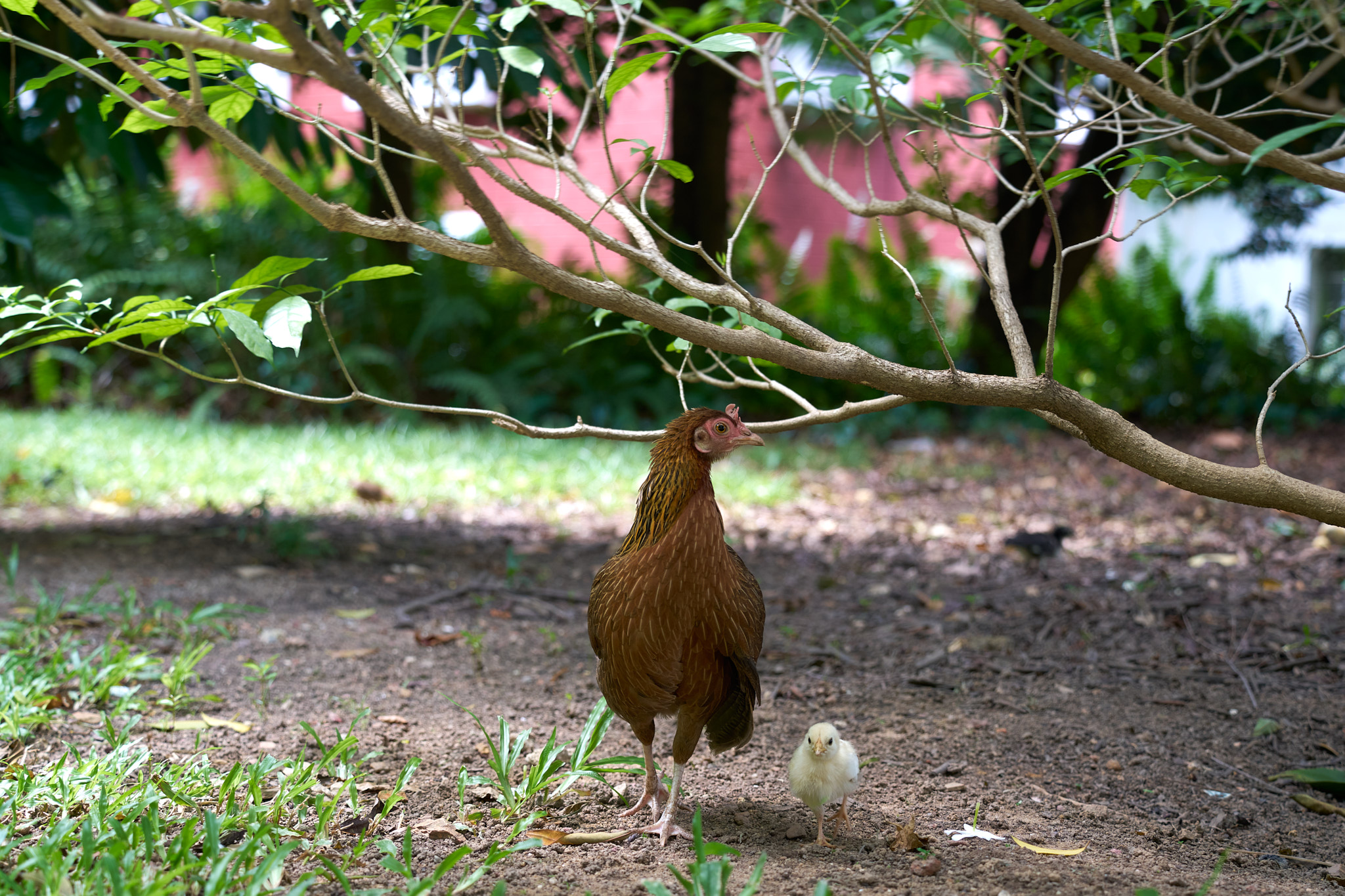 A chick and a chicken strolling under plants 