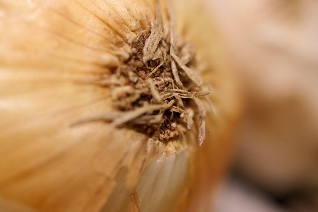 Up Close With the Nikon NIKKOR Z DX MC 35mm f/1.7 – Hands On Overview image 4