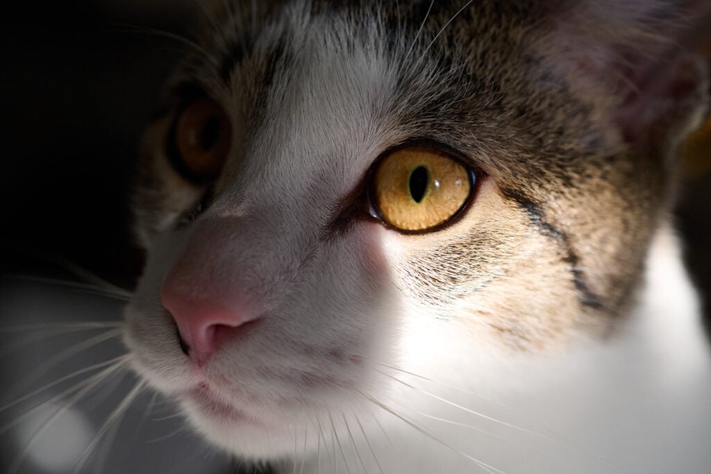 Up Close With the Nikon NIKKOR Z DX MC 35mm f/1.7 – Hands On Overview image 10