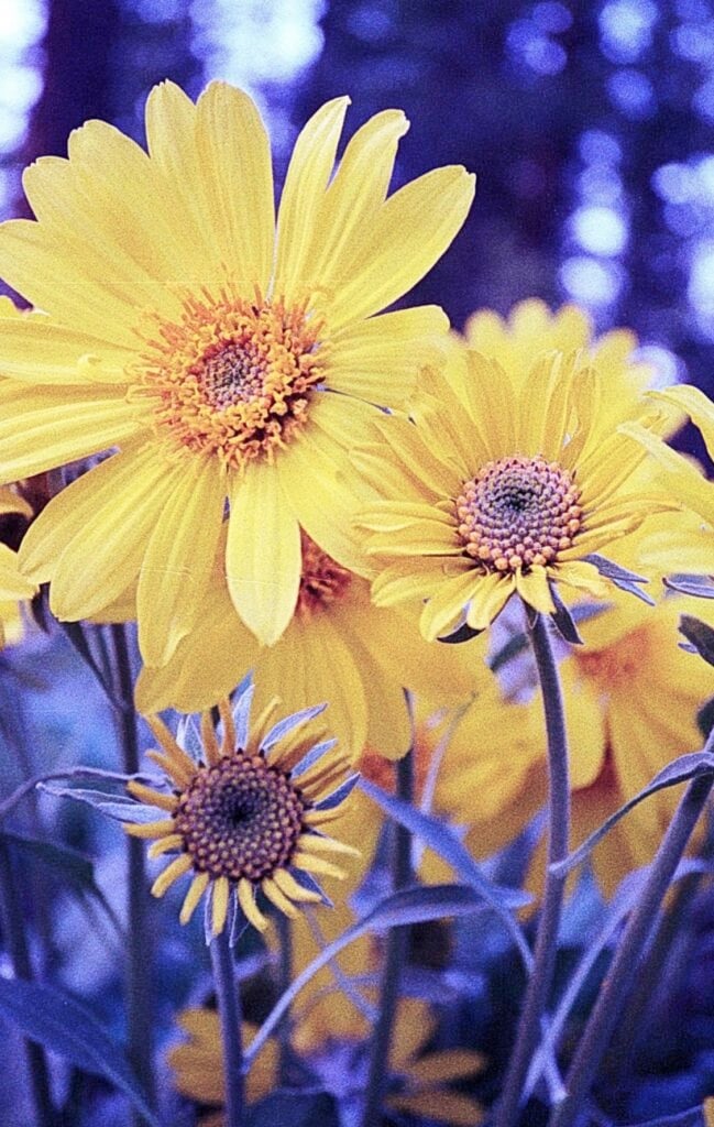 A group of yellow flowers.