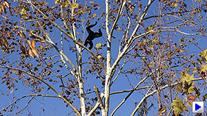 Sony Alpha DSLR-A560 Video image 18