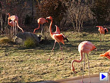 Sony Alpha DSLR-A560 Video image 16
