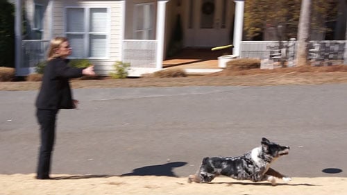 Sony Alpha DSLR-A580 Video image 2