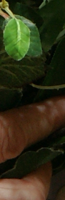 Sony Alpha DSLR-A700 Imaging image 101
