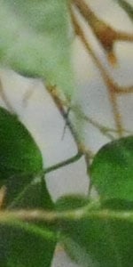 ISO 6400
