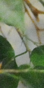 ISO 12,800