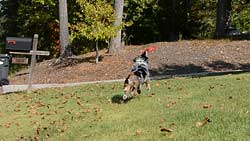 D3100 Video image 17