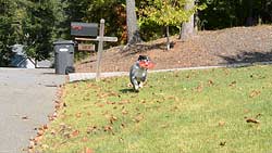 D3100 Video image 19