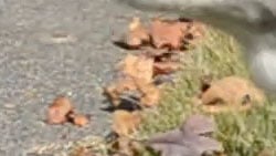 D3100 Video image 10