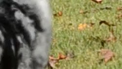 D3100 Video image 14