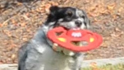 D3100 Video image 18