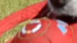 D3100 Video image 24
