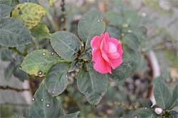 D3100 Video image 4