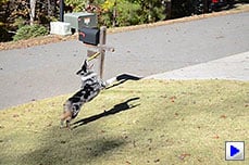 D7000 Video image 6