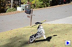 D7000 Video image 7