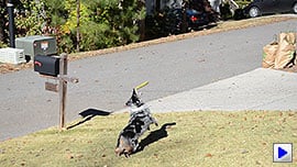 D7000 Video image 4