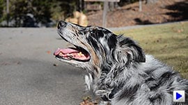 D7000 Video image 10