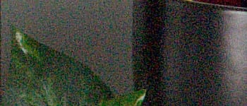 D80 Imaging image 54