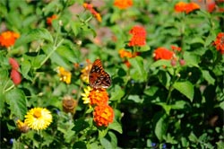 I wasn't quite quick enough to follow the butterfly here, but with practice, it shouldn't be
