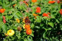 I wasn't quite quick enough to follow the butterfly here, but with practice, it shouldn't be