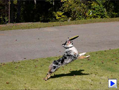 GF1 Video image 22