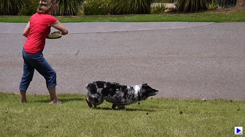 GF3 Video image 2