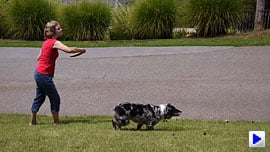 GF3 Video image 3