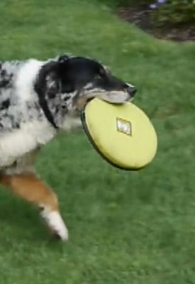GH1 Video image 9