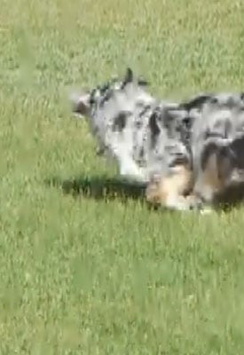 GH1 Video image 4